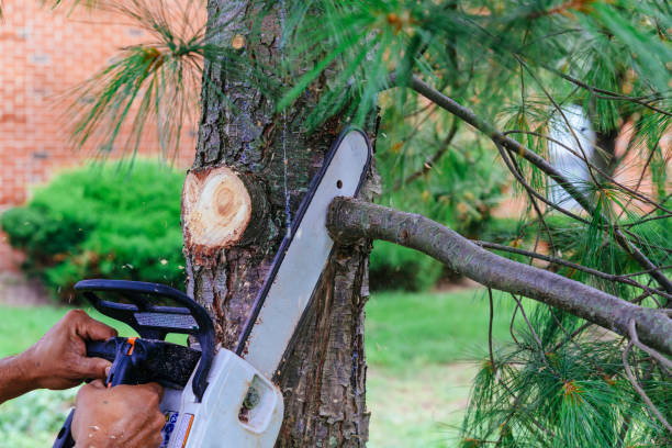 How Our Tree Care Process Works  in  Stokesdale, NC